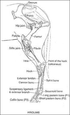 Equine Hind Limb Equine Anatomy, Skeletal Structure, Equine Massage, Equine Veterinary, Equine Care, Horse Information, Healthy Horses, Vet Medicine, Horse Facts