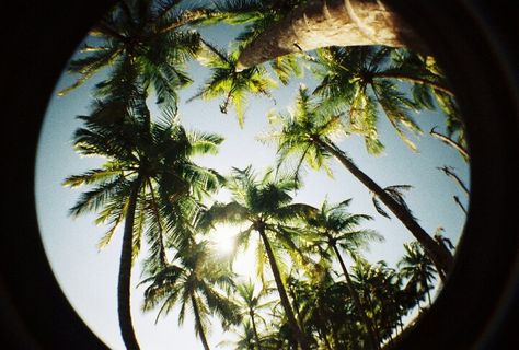 Fresh palms Lomography Fisheye, Walking On A Dream, Dark Paradise, Summer Feeling, Life Inspiration, Heaven On Earth, Life Is Beautiful, Film Photography, Costa Rica