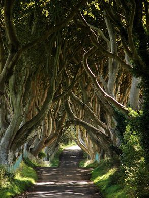 Dark Hedges Ireland, The Dark Hedges, Hedge Trees, Dark Naturalism, Dark Hedges, Dark Tree, Atlas Obscura, Visit Ireland, Forest Creatures