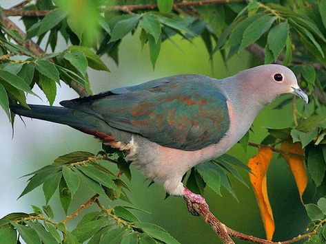 Green Imperial Pigeon Green Pigeon, Pigeon Breeds, Pigeon Bird, Wild Birds, Pigeon, Paloma, Pet Birds, Parrot, The Internet