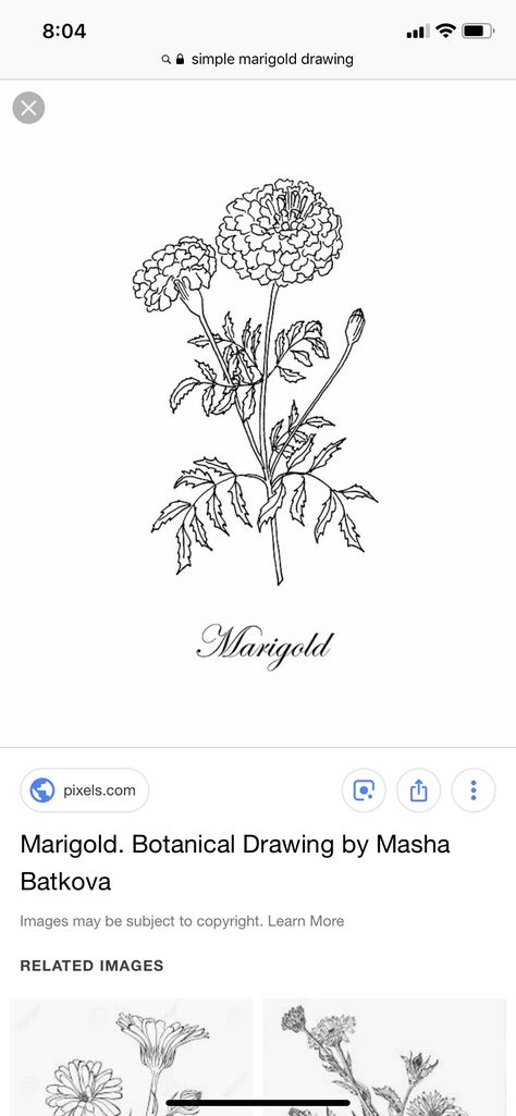 Simple marigold drawing Marigold Tattoo Linework, Marigold Postage Stamp Tattoo, Marigold Simple Drawing, Mary Gold Flower Drawing, Marigold Sketch Simple, Marigold Line Tattoo, Simple Marigold Tattoo Outline, Marigold Flower Drawing Simple, Marigold Fine Line Tattoo