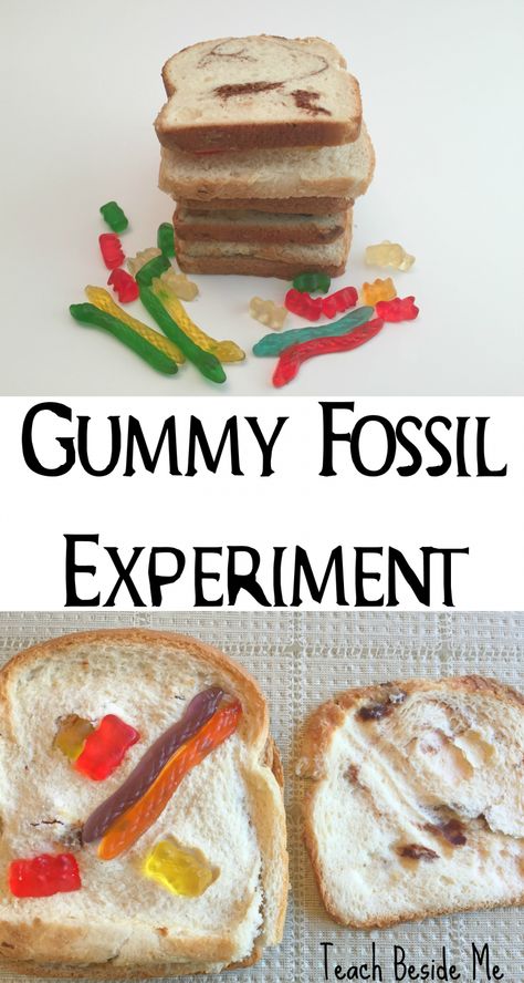 Fossil Experiment, Fossils Activities, Rock Science, 4th Grade Science, 6th Grade Science, Dinosaur Activities, Earth And Space Science, Gummy Worms, Project For Kids