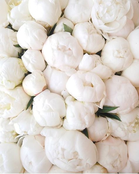 So beautiful 😍 Credit @helmivillakko #peonies #flowers #bouquet Waldorf Lifestyle, Divine Femine, Aesthetic Places, Soft Life, Toca Life, White Peonies, Apartment Inspiration, Vanilla Ice, So Beautiful