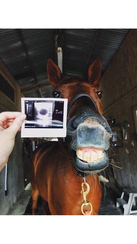 Equine Veterinarian Aesthetic, Horse Vet Aesthetic, Equine Vet Aesthetic, Horse Veterinarian, Vet Aesthetic, Horse Vet, Vet School Motivation, Equine Vet, Equine Veterinarian