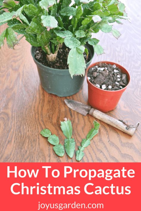 How To Propagate Christmas Cactus (Holiday, Thanksgiving) By Stem Cuttings With 1 Easy Twist - | Propagate Christmas Cactus, Christmas Cactus Propagation, Truck Garden, Christmas Cactus Care, Christmas Cactus Plant, Garden Cactus, Thanksgiving Cactus, Holiday Cactus, Cactus Care