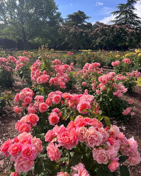 Rotorua Government Gardens, located beside Lake Rotorua in central Rotorua, Bay of Plenty, North Island, New Zealand. www.greatnorthtours.co.nz Click the link in bio #governmentgardens #rotoruagovernmentgardens #governmentgardensrotorua #rotorua #rotoruanz #travelnewzealand #northislandnz North Island New Zealand, Bay Of Plenty, Rotorua, Click The Link, Link In Bio, New Zealand, Government, Lake, Quick Saves