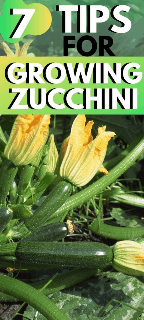 How To Grow Zucchini, Grow Zucchini, Growing Zucchini, Zucchini Plants, Easy Plants To Grow, Zucchini Squash, Growing Veggies, Magic Garden, Starting A Garden