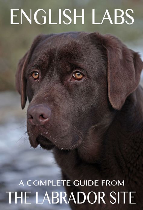 A complete guide to English Labs, their temperament and characteristics with lots of lovely photos English Chocolate Lab, Labrador Nero, Labrador Retriever Facts, Labrador Retriever Training, English Lab, English Labrador, Yellow Lab Puppies, Labrador Noir, Amazing Animals