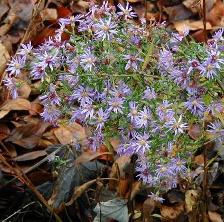 Wood Aster, Heather Plant, Plant Zones, Aster Flower, Blue Plants, Garden Help, Plant Spacing, Woodland Garden, Blue Daisy