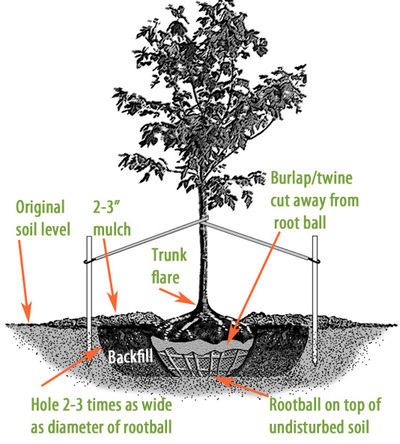 Planting trees and shrubs too deep is the No. 1 reason that they die in landscapes. Follow these simple steps to ensure the correct planting depth. Planting Fruit, Burlap Trees, Small Shrubs, Plant Tags, Plant A Tree, Root Growth, Potted Trees, Ornamental Trees, Tree Care