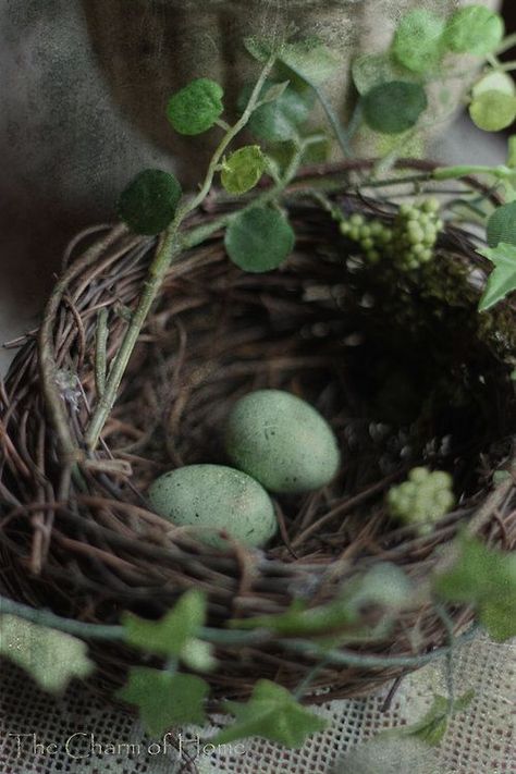 Nest Aesthetic, Eggs In A Nest, Ivy Cottage, Diy Frühling, Robins Nest, Bird Nests, Egg Nest, Green Ivy, Bird Eggs