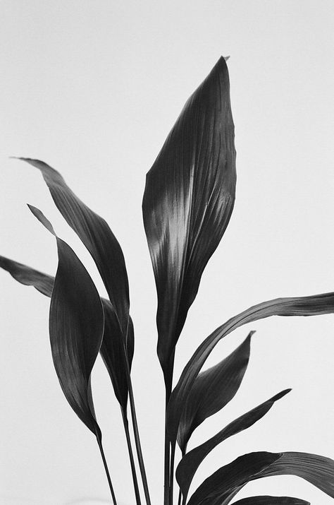 Black And White Wall Art Aesthetic, Black And White Plant Art, Aesthetic Plant Photos, White Wall Art Living Room, Plants Black And White, Black And White Plants, Leaves Black And White, Africa Art Design, Plant Study