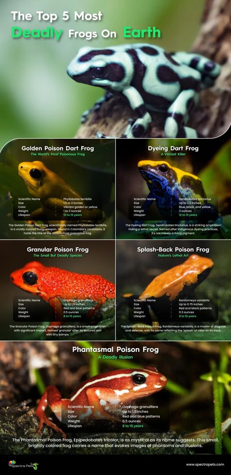 The Top 5 Most Deadly Frogs On Earth: [Frogs That Kill] Different Types Of Frogs, Types Of Frogs, Frog Habitat, Frog Species, Poison Frog, Frog Tattoo, Pet Frogs, Wildlife Biologist, Types Of Insects