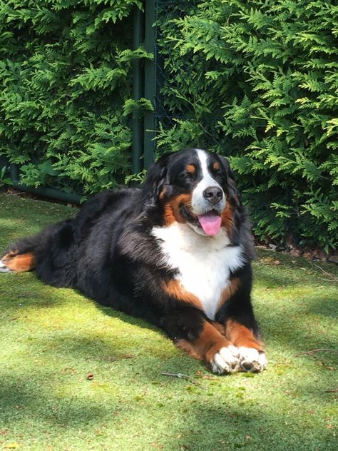 Pups | Berner Sennen Kennel De Hoge Veluwe Burmese Mountain Dogs, Bernese Mountain Dogs, Pull Cart, Family Pets, Mountain Dog, Bernese Mountain, Bernese Mountain Dog, Mountain Dogs, Working Dogs