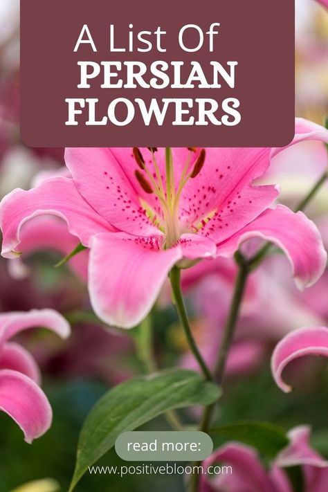 Here’s a list of unique Persian flowers. Learn what they represent in Iran and more about flower festivals and the flower industry in this country. Persian Flowers, Saffron Benefits, Saffron Crocus, Flower Pots Outdoor, Persian Culture, Flower Festival, Outdoor Flowers, Red Tulips, Unique Words