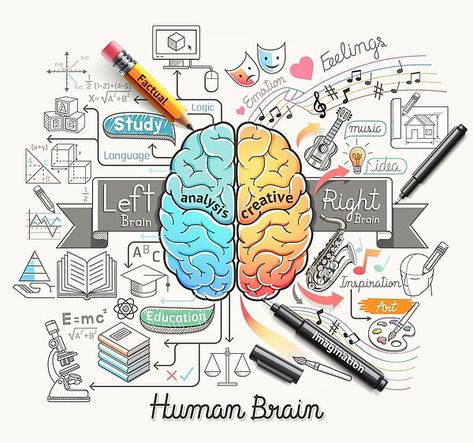 Diagrammatic Representation of the Functionality of the Human Brain Brain Diagram, Macbook Air 11 Inch, Macbook Air 13 Inch, Macbook Retina, Macbook Air 15, Macbook Laptop, Macbook Air Case, Right Brain, New Macbook