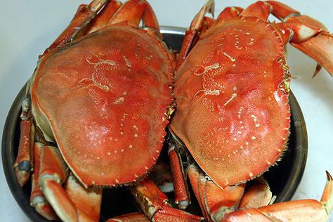 Seafood Thanksgiving, Cooking Dungeness Crab, Dungeness Crab Legs, Dungeness Crab Recipes, Cooking Crab, Crab Legs Recipe, Koh Kood, How To Cook Liver, Crab Boil