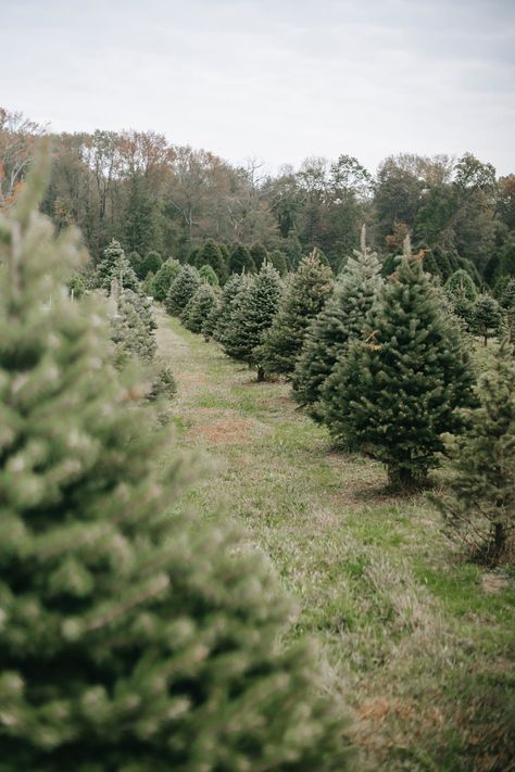 Lovelight Farms, Navidad Natural, Picea Abies, Norway Spruce, Live Christmas Trees, Hedging Plants, Large Christmas Tree, Conifer Trees, Potted Houseplants