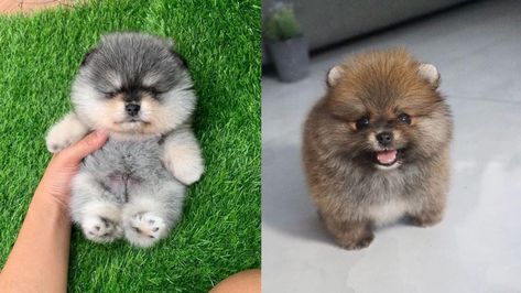 Do you llove own a Living teddy bear ? Here are cutest Teddy Bear Dog breeds you ever see. Find interesting facts and information about teddy bear dogs Teddy Bear Poodle, Bear Dog Breed, Teddy Bear Dogs, Miniature Dog Breeds, Bear Dogs, Teddy Bear Puppies, Teacup Yorkie Puppy, Toy Dog Breeds, Teddy Bear Dog