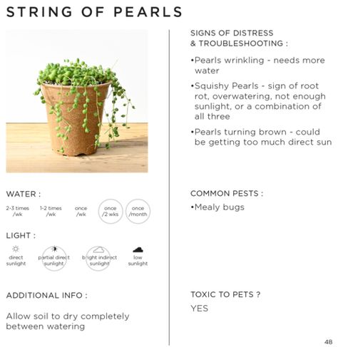 OVERVIEW — STUMP | Curated Plants + Sustainably Crafted Wares Plant Information Cards, Plant Care Cards, Labels Ideas, Mealy Bugs, Plant Care Houseplant, Best Small Business Ideas, Plant Information, Plant Labels, String Of Pearls