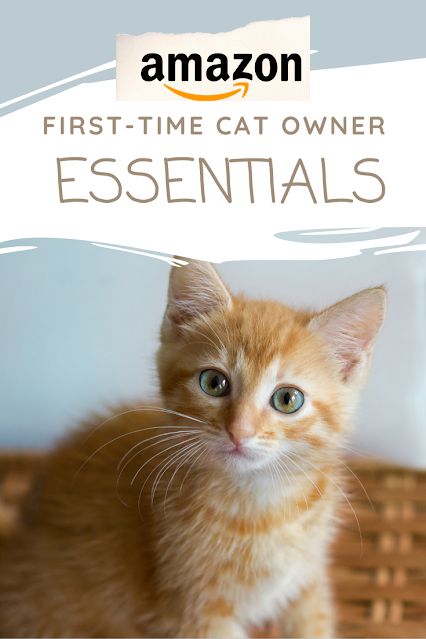 Amazon Cat Must Haves, Cat Must Haves, Kitten Checklist, Kitten Litter, Kitten Supplies, First Time Cat Owner, Inside Cat, Best Cat Litter, Getting A Kitten