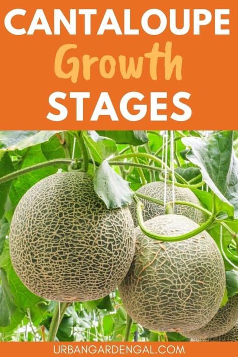 When To Harvest Cantaloupe, When To Pick Cantaloupe From Garden, Cantaloupe Plant, Planting Cantaloupe, Growing Vegetables From Seeds, Cantaloupe Fruit, Kiddy Pool, Cooking Veggies, Animal Farming