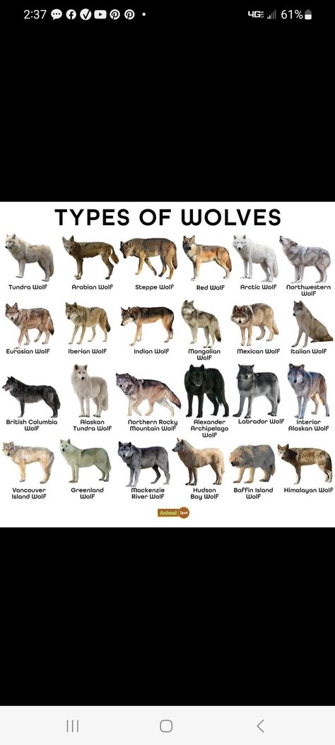 Wolf Fur Colors, Wolf Coat Colors, Wolf Pack Hierarchy, Wolf Pack Name Ideas, Wolf Body Language, Horse Therian Mask, Wolf Regressor, Wolf Pack Ranks, Therian Mask Ideas Wolf