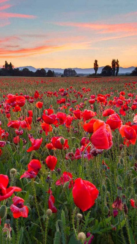 Remembrance Day Wallpaper Discover more Lest We Forget, Memorial Day, Military, November 11, Poppy wallpaper. https://www.ixpap.com/remembrance-day-wallpaper-6/ Poppies Field, Remembrance Day Art, Rioja Spain, Remembrance Day Poppy, Poppy Wallpaper, Day Wallpaper, Halloween Wallpaper Cute, Remembrance Sunday, Poppy Field