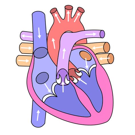 File:Heart ru.svg - Wikimedia Commons Circulatory System Drawing, Diagram Of Heart, Heart Circulatory System, Circulatory System Projects, Human Body Diagram, Digestive System Anatomy, Human Circulatory System, Biology Diagrams, Heart Diagram