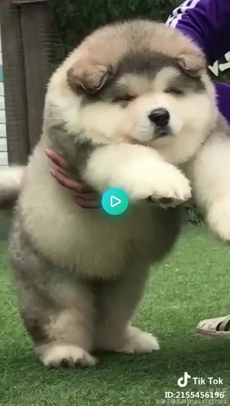 375208 views on Imgur Fluffy Alaskan Malamute, Giant Alaskan Malamute Puppy, Big Fluffy Dogs Alaskan Malamute, Alaskan Malamute Puppy Fluffy, Cute Alaskan Malamute Puppies, Alaskan Malamute Dog, Alaskan Puppy, Puppies Fluffy, Dogs Fluffy