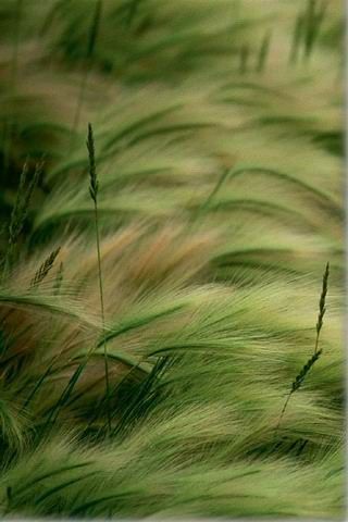 When I was little and walked this soft grass in Kansas, I used to call it “tickle grass”. It’s so pretty in the breeze and has beautiful soft colors. 🌾 Tall Grass Aesthetic, Tall Grass Field Aesthetic, Grass From Above, Tall Grass Field Photography, Long Grass Blowing In The Wind, Alam Yang Indah, Ornamental Grasses, Amazing Nature, Nature Beauty