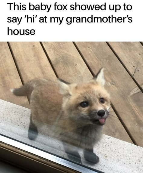 Fox Meme, Fox Memes, Funny Animal Jokes, Silly Animals, Dessin Adorable, Cute Wild Animals, Funny Animal Memes, Cute Memes, Animal Jokes