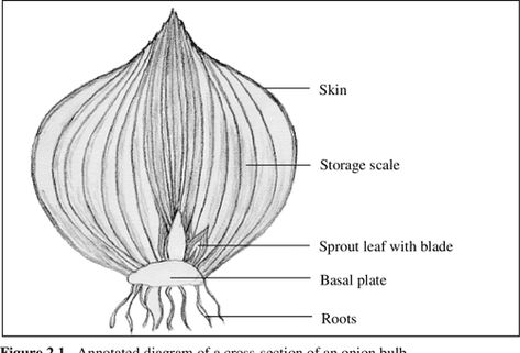 Onion Drawing, Longitudinal Section, Harvest Storage, Onion Storage, Onion Bulbs, The Mechanisms, Literature Review, The Onion, Chapter One