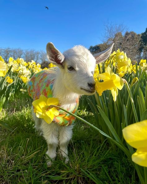 Edgar’s Mission on Instagram: “In the lead up to Be Kind to Animals Week (Oct 1-7) we’ll be sharing tips for living a kinder life! 🐐🌼 ​ Please read Top Kindness Tips of…” Animals Playing, Drawing Refrences, Spring Animals, Cute Goats, Black Print Dress, Felted Animals, Baby Goats, Dress Woman, Animal Sanctuary