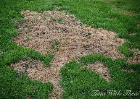 totally repair dead grass spots damaged by dog urine in 3 easy steps, lawn care, pets, pets animals Dog Lawn, Lawn Repair, Dog Urine, Diy Lawn, Lawn Care Tips, Lush Lawn, Dog Pee, Landscaping Company, Grass Seed