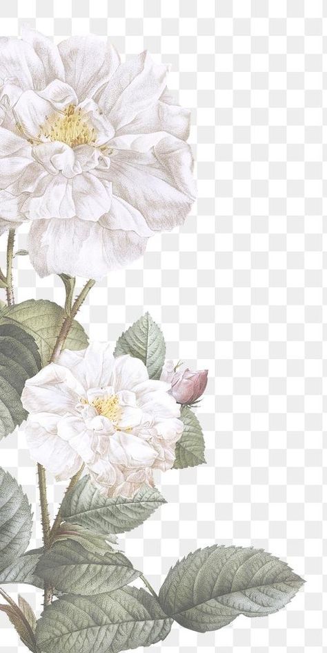 White Flowers Background, White Flowers Wallpaper, Floral Background Design, White Flower Png, Flower White Background, Floral Frame Design, White Flower Background, Flower Bouquet Png, Wedding Png