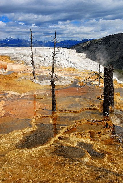 The Canary Spring - Mammoth Hot Springs, Yellowstone National Park - Wyoming, USA Mammoth Hot Springs Yellowstone, Yellowstone National Park Photography, Mammoth Hot Springs, National Park Lodges, Yellowstone Park, Park Pictures, Fairy Queen, Hot Spring, Yellow Stone