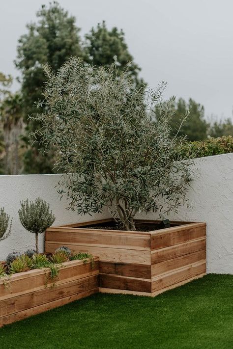 Redwood Landscaping, Olive Trees Landscape, Olive Trees Garden, Outdoor Planter Boxes, Small Courtyard, Tree Planters, Custom Planters, Garden Bags, Flagstone Patio