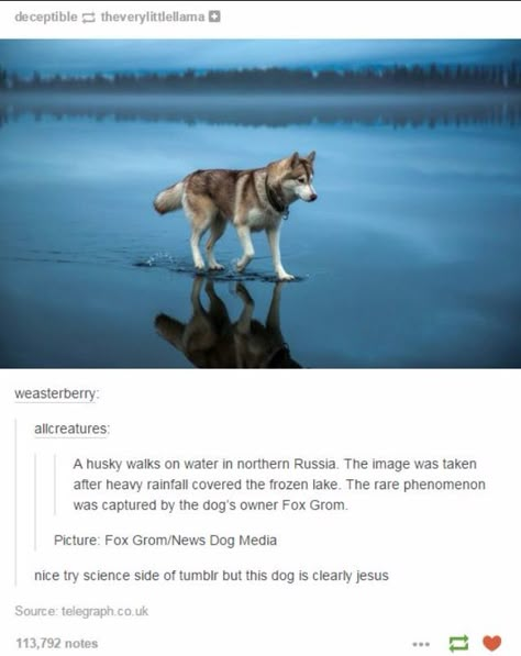 . Funny Tumblr, Dog Quotes Funny, Moon Moon, A Husky, Funny Tumblr Posts, Wow Art, Animal Memes, Tumblr Funny, Tumblr Posts