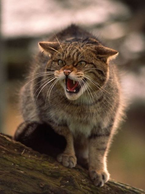 Wild Cat Aesthetic, Warrior Cats Into The Wild, Cats In The Wild, Scottish Wildcat, Cat Poses, Cat References, Small Wild Cats, Cat Anatomy, Warrior Cats Art