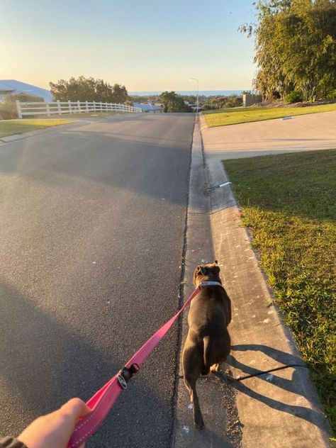 dog walk walks summer Taking Dog For A Walk, Walking Around Aesthetic, Vision Board Dog Mom, Walking Dogs Aesthetic, Dog Walks Aesthetic, Walking The Dog Aesthetic, Walk With Dog Aesthetic, Walking Outside Aesthetic, Walk Aesthetic Morning