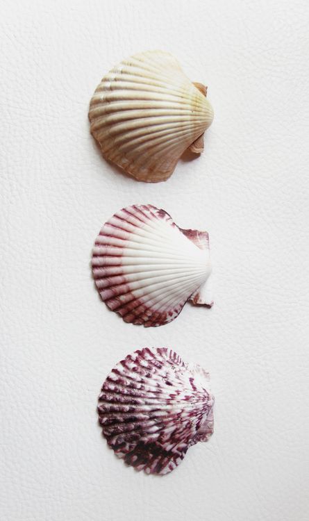 Beach finds Seashell Photo, Scallop Seashell, Creature Marine, Seaside Style, Ocean Treasures, She Sells Seashells, Scallop Shells, Style Photo, Shell Art