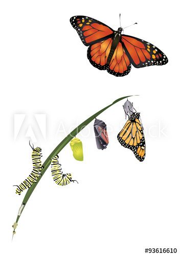 Butterfly Metamorphosis, Monarch Butterfly Garden, Butterfly Chrysalis, Monarch Caterpillar, Art Papillon, Butterfly Life Cycle, Butterfly Images, Butterfly Drawing, Butterfly Painting