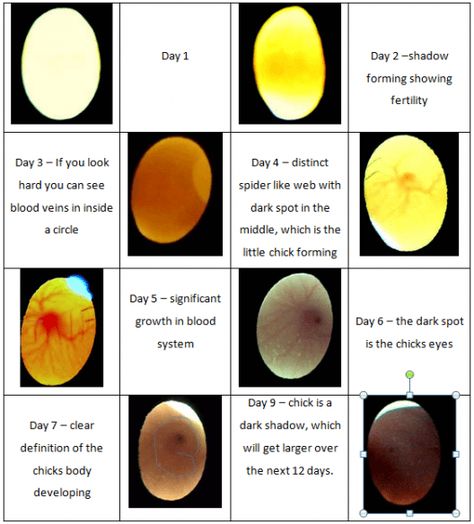 Candling Chicken Eggs, Chicken Eggs Hatching, Incubating Chicken Eggs, Egg Candling, Chicken Facts, Hatching Chickens, Chicken Incubator, Hatching Chicks, Backyard Chicken Farming