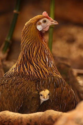 Vegan Tips, Chickens And Roosters, Hens And Chicks, Raising Chickens, Chickens Backyard, Animal Rights, Mothers Love, 귀여운 동물, Birdy