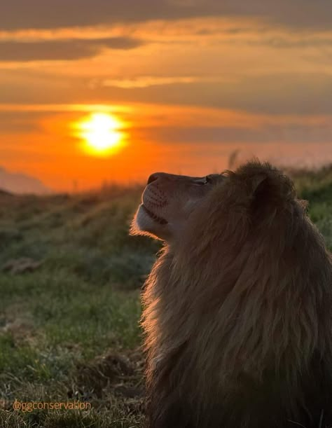 Lion King Of The Jungle, African Animals Photography, Wild Animals Photography, Beauty Of The World, Lion Photography, Lion Love, Wild Animals Pictures, King Of The Jungle, Lion Pictures