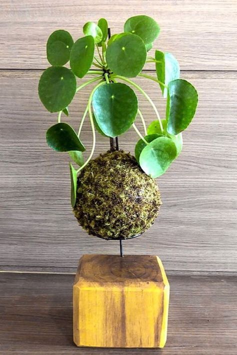 You can make the most unique plant home decor... Hanging indoor floating moss ball gardens! Kokedama ideas to spruce up your living room, bedroom or bathroom.   #smallspacedecor #hangingplants #planterideas #cleanair #amazonhomedecor #petfriendlyplants #kitchenplantideas Kokedama Display, Diy Kokedama, Kokedama Diy, Modern Bathroom Decor Ideas, Diy Planters Indoor, String Garden, Easy Care Houseplants, Plants Aesthetic, Moss Ball