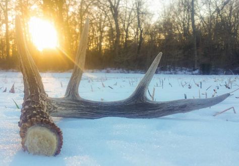 Shed Hunting, Deer Hunting Season, Deer Tracks, Whitetail Deer Hunting, Deer Mounts, Grassy Field, Sunny Sunday, Hunting Season, Whitetail Deer