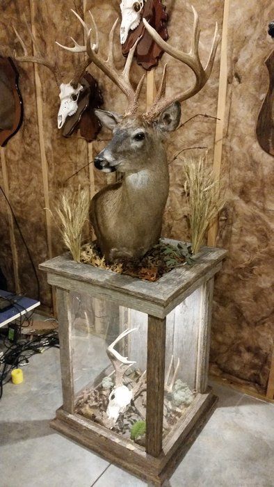 Barnwood Pedestal For Whitetail Mount Deer Mount Decor, Deer Mount Ideas, Hunting Home Decor, Deer Hunting Decor, Deer Heads Mount, Deer Antler Crafts, Taxidermy Decor, Deer Antler Decor, Deer Heads