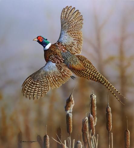 size: 17x16in Art Print: Headin’ Out - Ring-necked Pheasant by Richard Clifton : painting, wildlife, animals, birds, waterfowl, ringnecked pheasant, landscape, cattails Pheasant Mounts, Pheasant Art, Ring Necked Pheasant, Bird Painting Acrylic, Birds Photography Nature, Bird Identification, Wildlife Pictures, Bird Silhouette, Bird Artwork